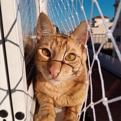 Redes de Proteção para Gatos no Bairro Alto